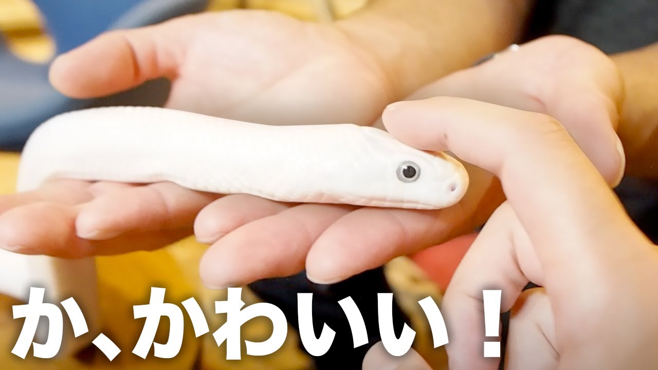 ベタ慣れの白ヘビがかわいすぎた 大蛇カフェlounge Youtube