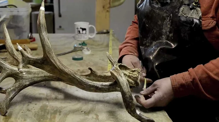 World Record Mule Deer Shed