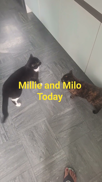 LOOK MILO IN ACTION ALWAYS🥵