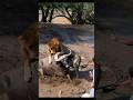 Unbelievable Scene! Lion Attacks Buffalo#RealLifeDrama #america #buffalo #lions