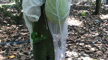 Bán túi lưới bao mít kt 50x55cm giá  2000₫/tui 0336698460