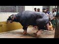 Nili Ravi buffalo| Qurbani 2018| Lalbagh Dhaka