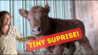 Holiday Dexter Calf! A Tiny Surprise! by Sweet Briar Farm 742 views 5 months ago 7 minutes, 51 seconds