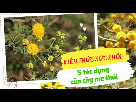 Video: Công dụng của cây Sorrel: Làm gì với các loại thảo mộc của cây me chua