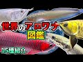 世界のアロワナ飼育解説『シルバーアロワナ』『ブラックアロワナ』『バンジャールレッド』『過背金龍』『ピラルクー』古代魚　アロワナ種類　動くアロワナ図鑑