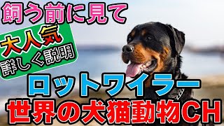 「ロットワイラー初心者ガイド:強さと優しさを兼ね備えた家庭犬の秘密」_#世界の犬猫動物CH