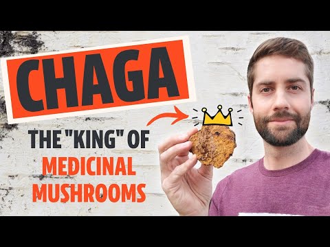 Video: Chaga Birch Mushroom: Harvesting And Use For Medicinal Purposes