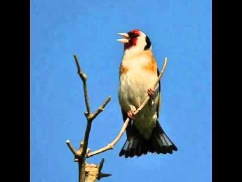 Βίντεο: Καρδερίνα - ωδικό πτηνό