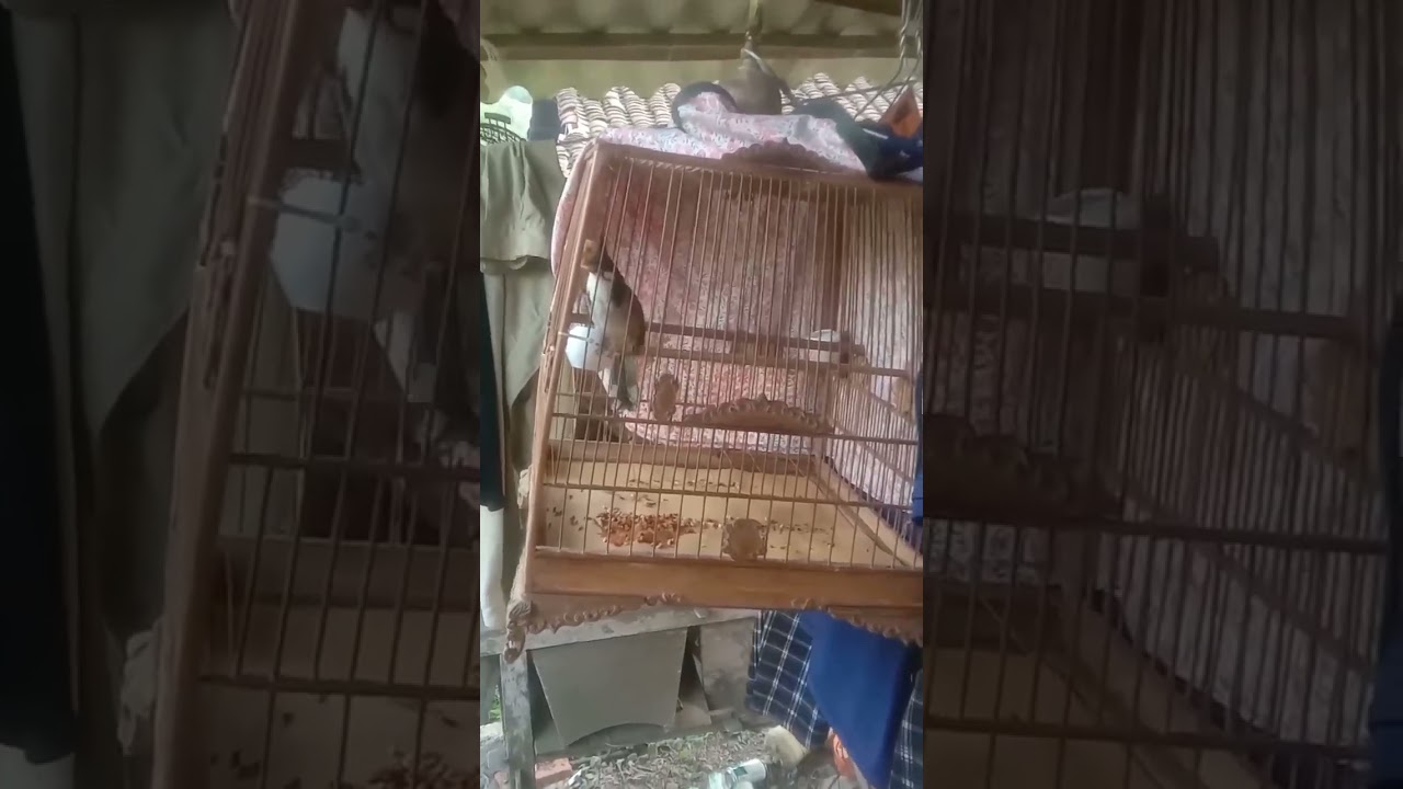 Chim bể giàn và những điều bạn nên biết.