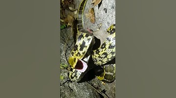 Rắn sọc vàng - họ hàng hiếm gặp của rắn sọc dưa | @thegioiran