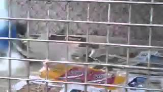 Briga de piriquitos quase me matam em viveiro screenshot 3