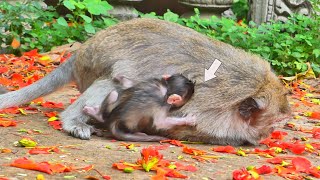 Mother Monkey RANA Very Exhausted _ So Pity Baby RAMY Trying Call Mom Get Up