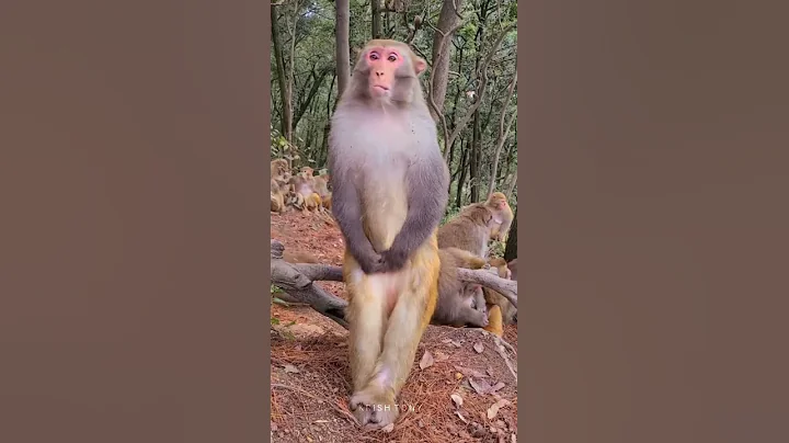 its my life song #comedy #whatsappstatus  #shorts #shortvideo #status #comedysong #short #animals