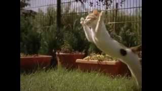 Котёнок играется замедленная съемка / The kitten plays slow motion Котёнок играется замедленная съемка / The kitten plays slow motion