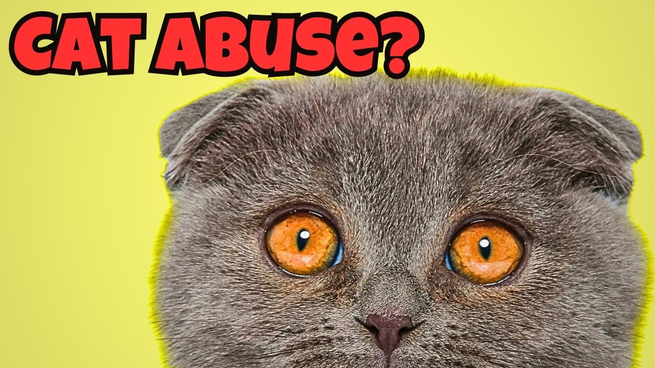 Heartbreaking Reality of Scottish Folds Exposed - YouTube