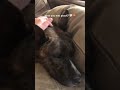 Comment your dogs name.