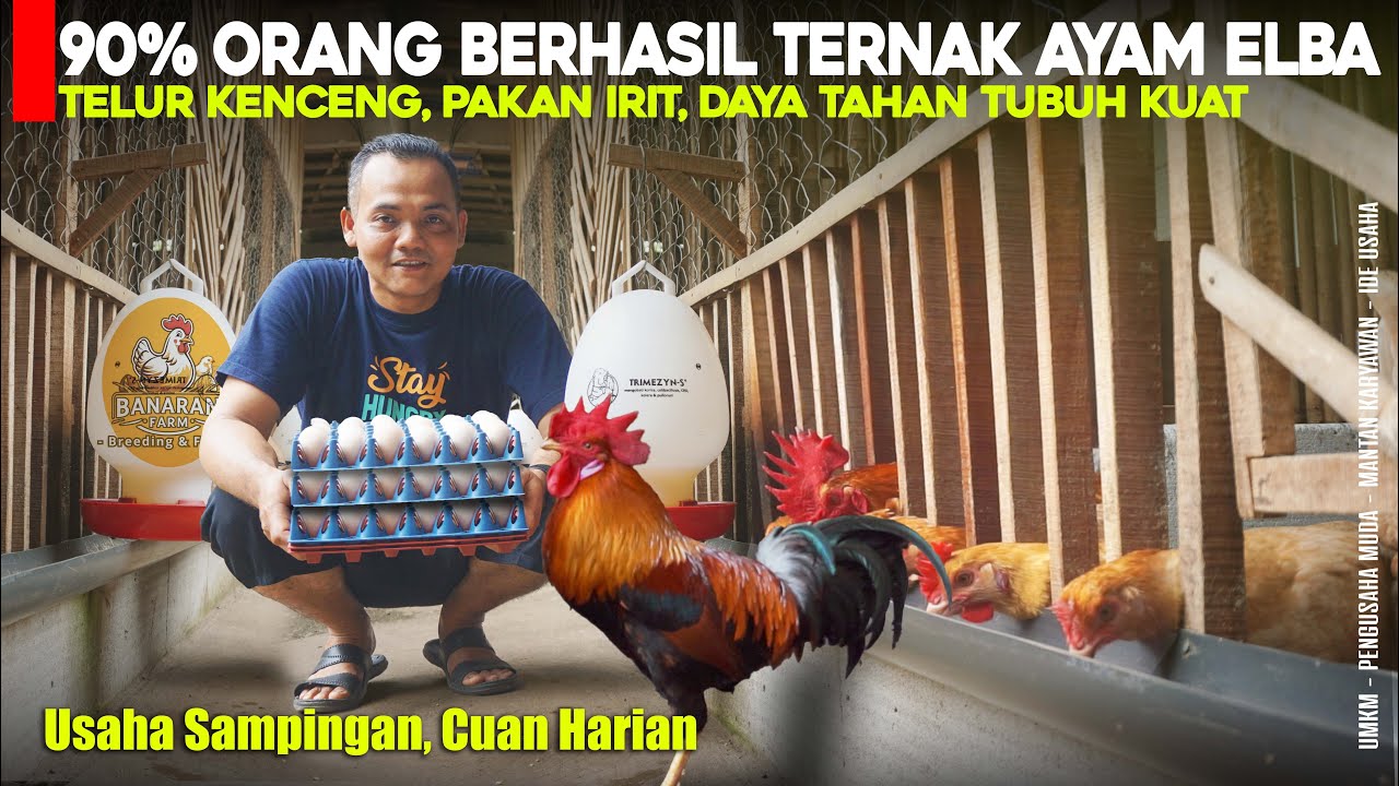 Prospek Ternak Ayam ELBA Sebagai Usaha Sampingan, Panen Telur Tanpa Henti Pakan Cuma 70gram per Ekor