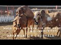 Gir Bull Gajanand Bhavnager Blood line_Aryaman Gir Gaushala