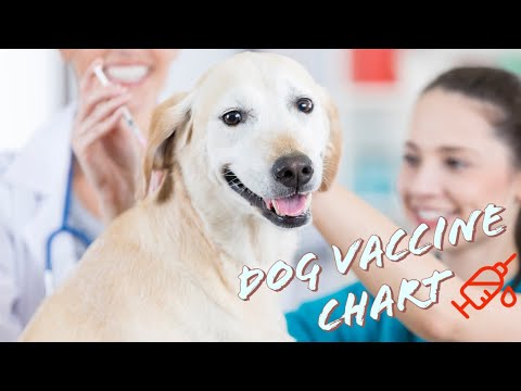 Video: Vaccino Bordetella per cani e gatti