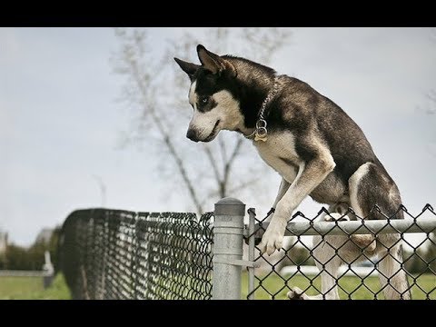 Video: Come faccio a trovare un'interruzione nel mio recinto per cani sotterraneo?