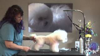 Highly Stylized Pet Trim on a Bichon with Lindsey Dicken NCMG