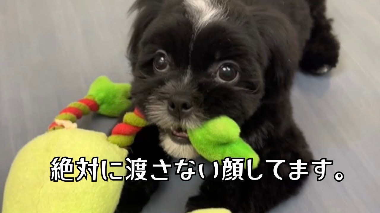 おもちゃ命なシーズーの真剣なお顔がたまらない♡