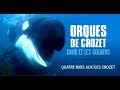 Orques de Crozet, ces gigantesques éléphants de mer