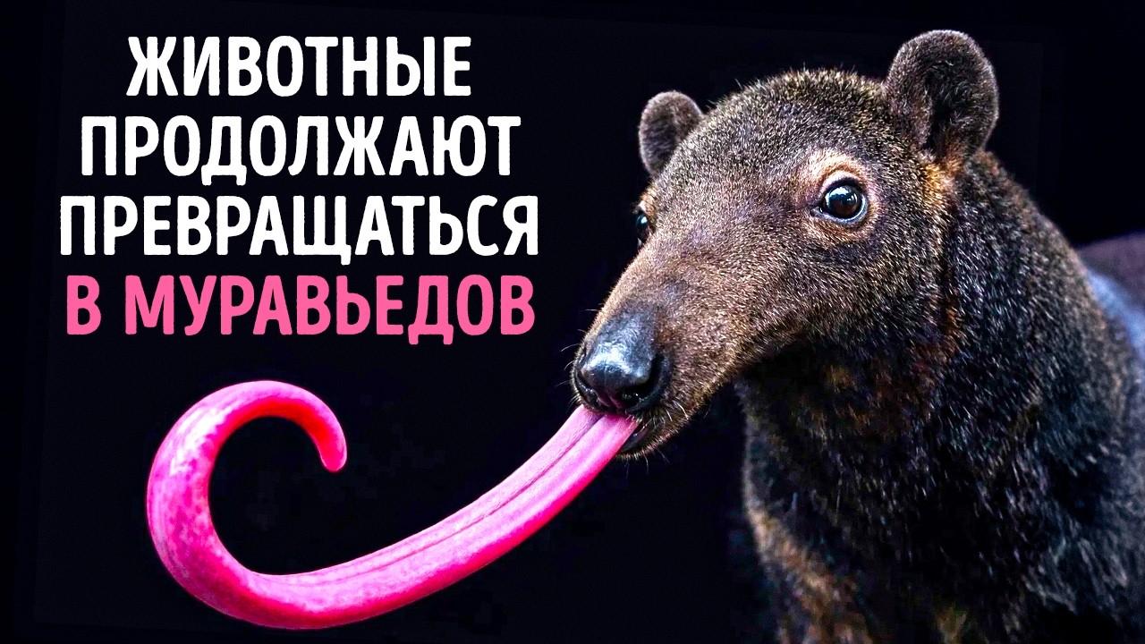 Почему млекопитающие продолжают эволюционировать в муравьедов