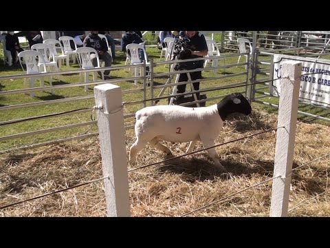 Balance del remate de ovinos con precio récord: $2.400.000 por un macho Dorper de Cabaña "El Tacurú"