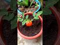 Grow tomato by unique way 🍅 #shorts #youtubeshorts #growtomato #viralvideo #tomatoplant #plants