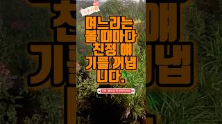 며느리는 왜 제 앞에서 항상 친정 자랑만 할까요? #사연라디오 #유튜브쇼츠