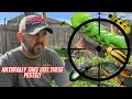 Plant these crops to attract natural predators to common garden pests  dhbg