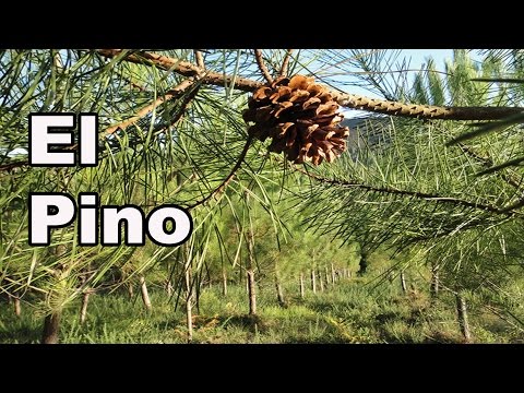 Video: ¿Dónde viven los pinos de corteza blanca?