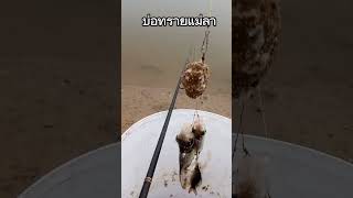 บ่อทราย​แม่ลา​ #ตกปลา #fishing #ตกปลาธรรมชาติ #สิงห์บุรี
