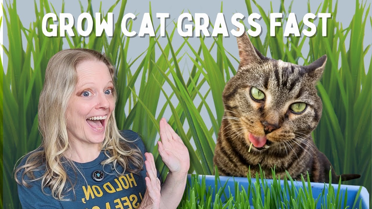 Cat Grass 101: Why Your Cat Needs It and How to Grow It - YouTube