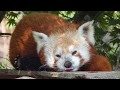 Sleepy red panda sticks its tongue out and then yawns