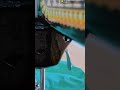 stitch machine shorts