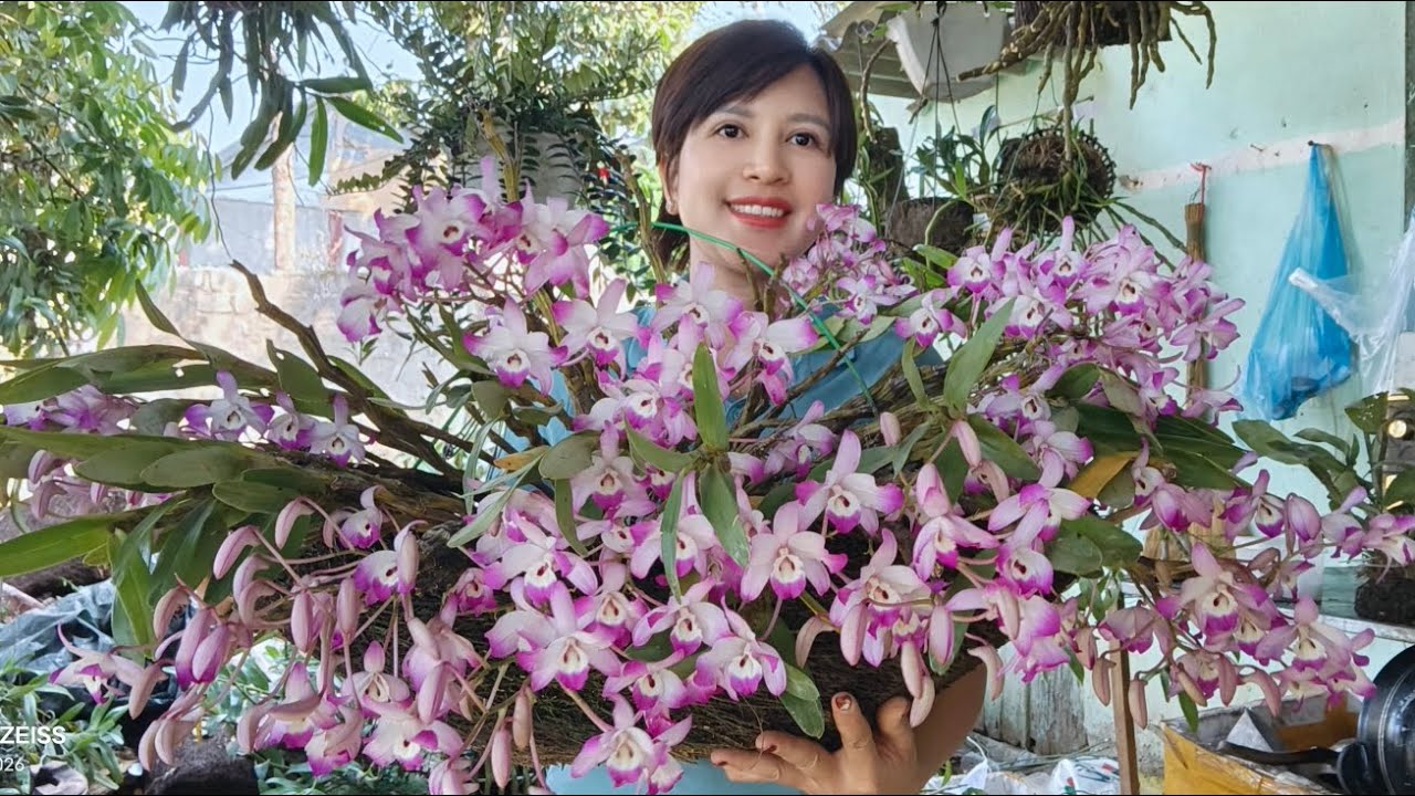 CÔ GIÁO VÙNG CAO BÁN LAN RỪNG LAI CHÂU 0836.073.218||PHONG LAN RỪNG