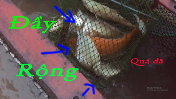 Câu Cá Cóc, Cá MÈ Dãnh, Cá Chép,Cá Tra Ngày Mưa - Trúng Lớn Toàn Cá Bự || Vinh Long Fishing