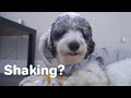 Why Your Dog May Be Shaking And How To Help