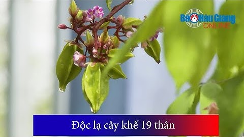 Độc lạ cây khế 19 thân