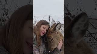 Обнимашки С Оленем 🥰 #Домзайца #Deer #Cute #Animals