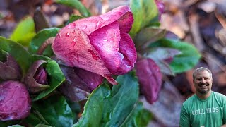 Hellebore Maintenance - Lenten Rose