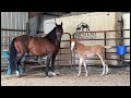LIVE With New Foal &amp; Expecting Mamas