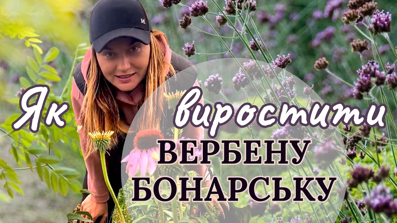 ВЕРБЕНА БОНАРСЬКА З НАСІННЯ🌱Коли? Які нюанси? #реаліїсадівництва #садзнуля #вербена