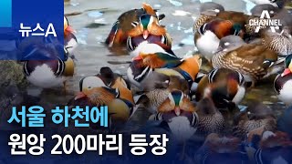 서울 하천에 ‘멸종위기’ 원앙 200마리 등장 | 뉴스…