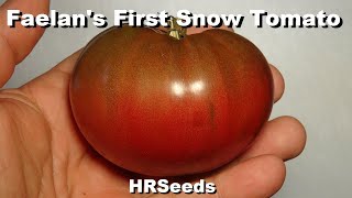 ⟹ Faelan's First Snow Tomato | Variegated | Solanum lycopersicum | Tomato Review
