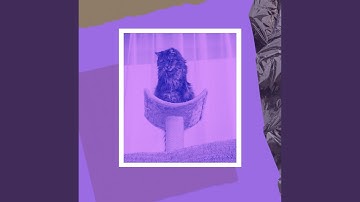 Scintillating Moods for Lazy Cat Days