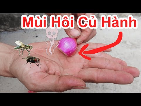 Video: Cách Khử Mùi Hành Trên Tay