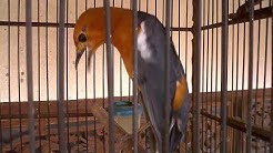 Special masteran anis merah gacor | masteran suara anis merah mp3 - Durasi: 10:04. Special masteran anis merah gacor | masteran suara anis merah mp3 - Durasi: 10:04.